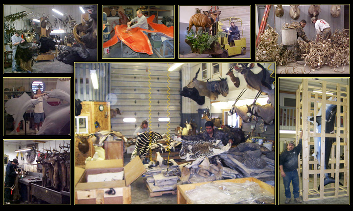 Northeast Taxidermy Studios - Located in Middletown, CT