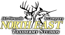 Northeast Taxidermy Studios - Since 1976