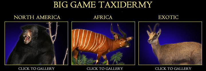 Big Game Taxidermy