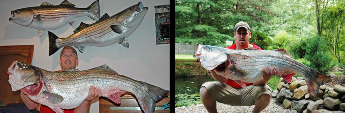 Joe Pitruzzello and the team at Northeast Taxidermy Studios have been selected to mount the new World Record Striped Bass