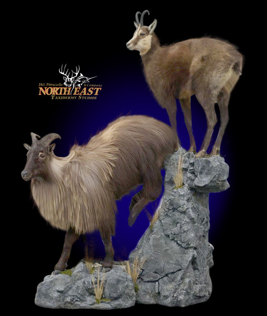  Life-size Chamois and Tahr