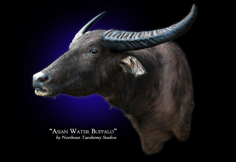 asian buffalo