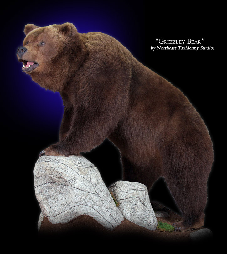 big bear taxidermy