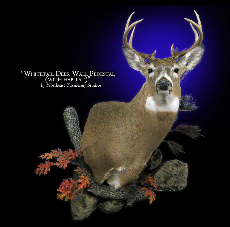 Whitetail Wall Pedestal Deer Mounts