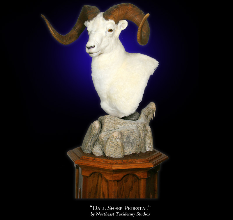 Dall Sheep Pictures