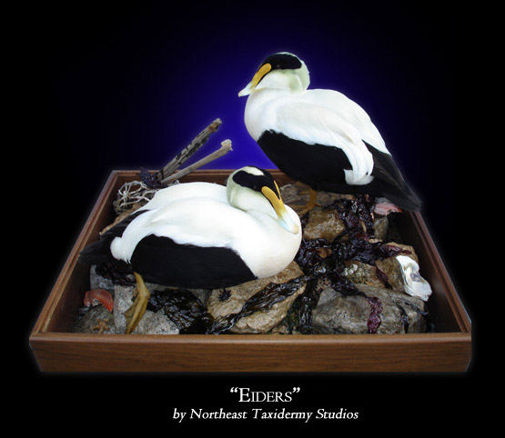 Eideres Taxidermy at Northeast Taxidermy Studios