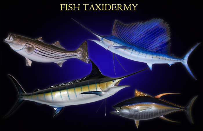 Flying Fish Mounts  New Wave Taxidermy