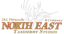 Northeast Taxidermy Studios - Since 1976