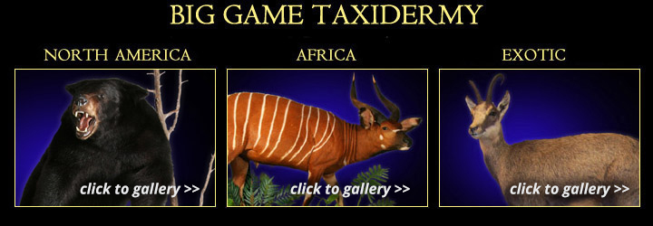 Big Game Taxidermy