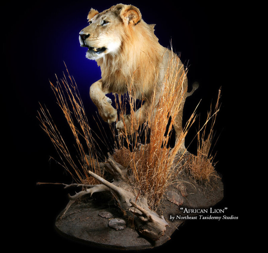 African Lion Mounts.