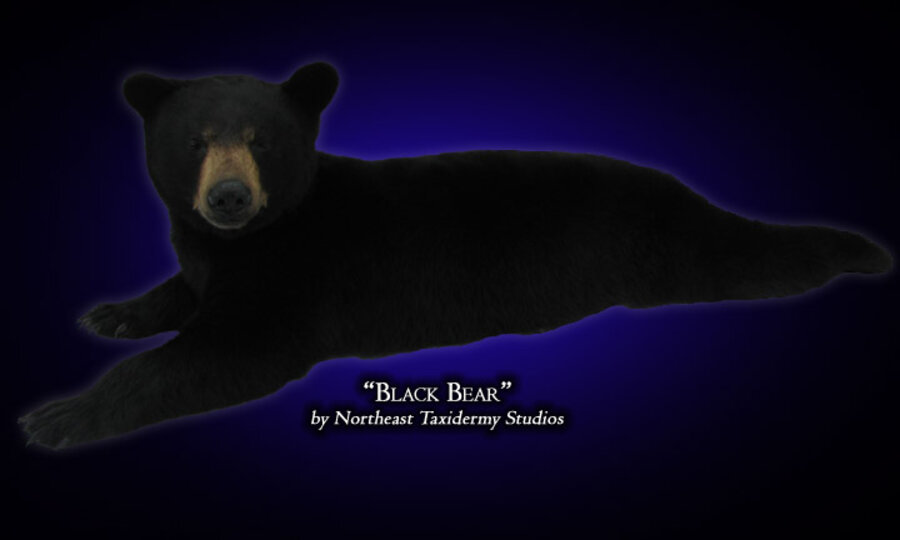 Black Bear Mounts.