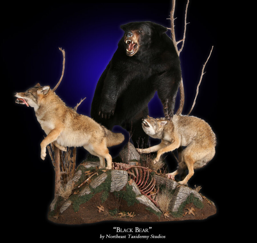 Black Bear Mounts.