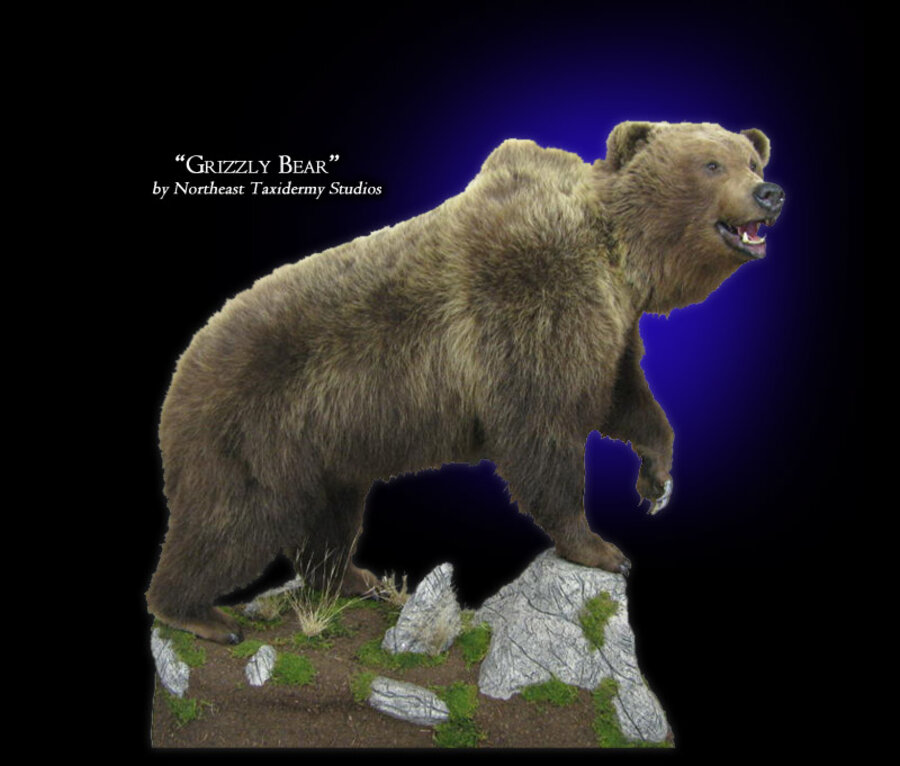 Grizzly Bear Mounts.