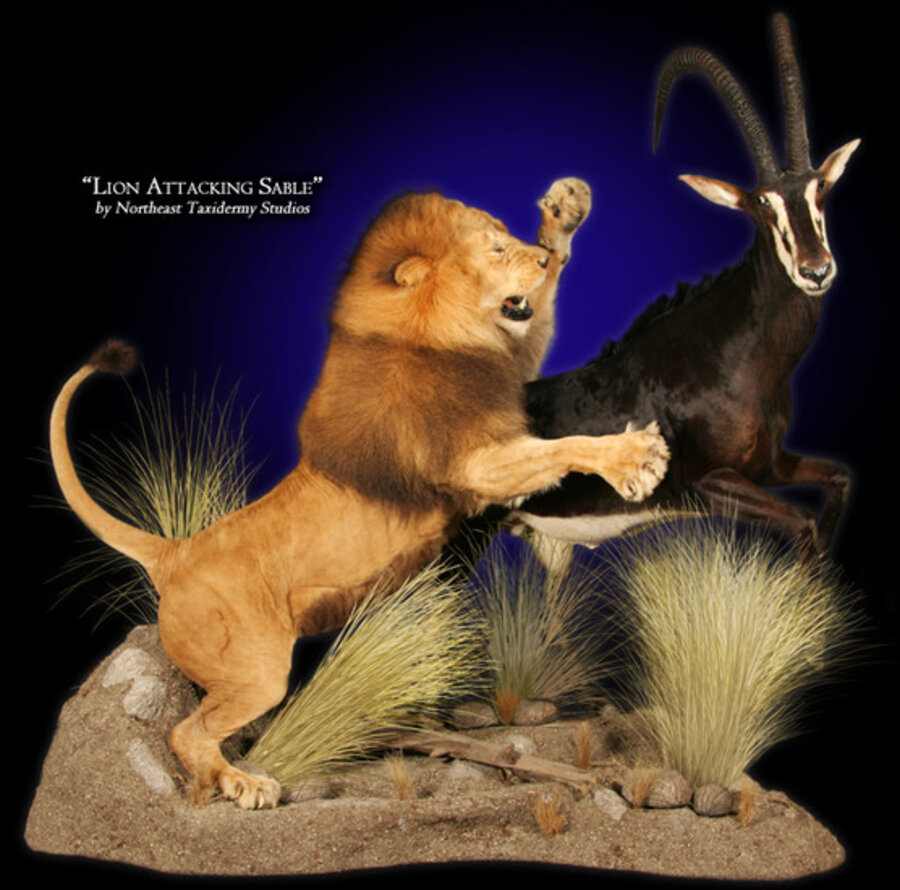African Lion Mounts.
