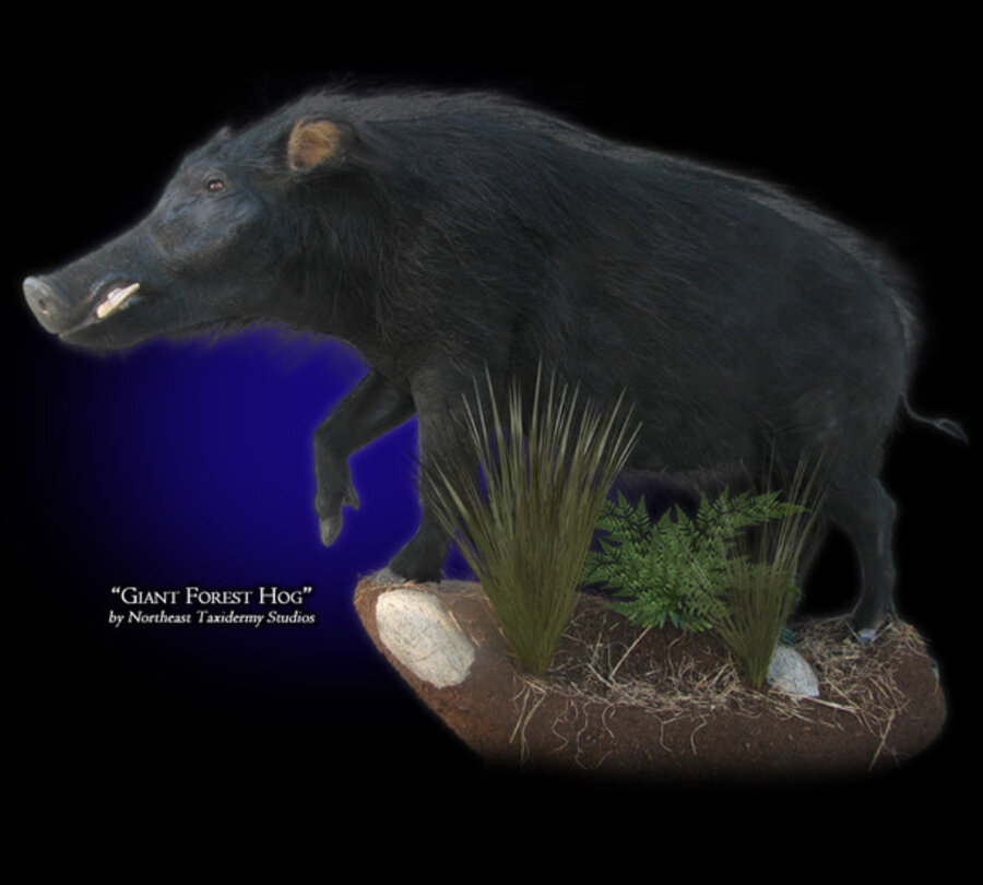 Giant Forest Hog Mounts.