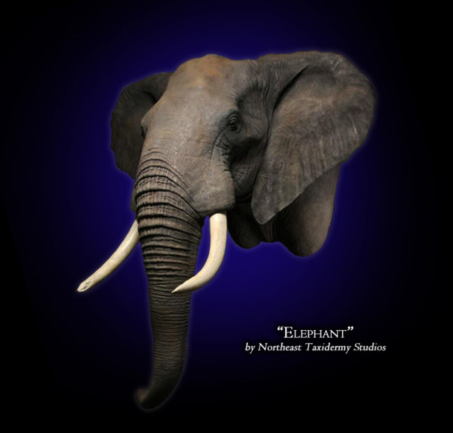 Elephant Mounts.