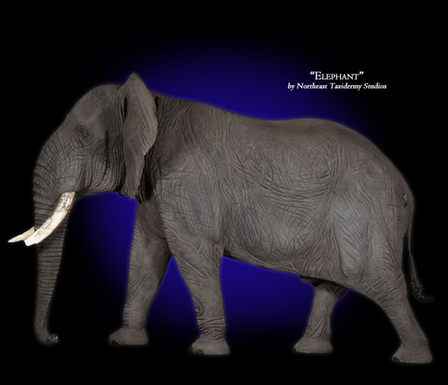 Elephant Mounts.
