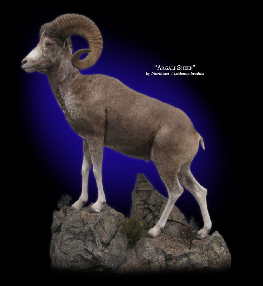 Argali Sheep Mounts.