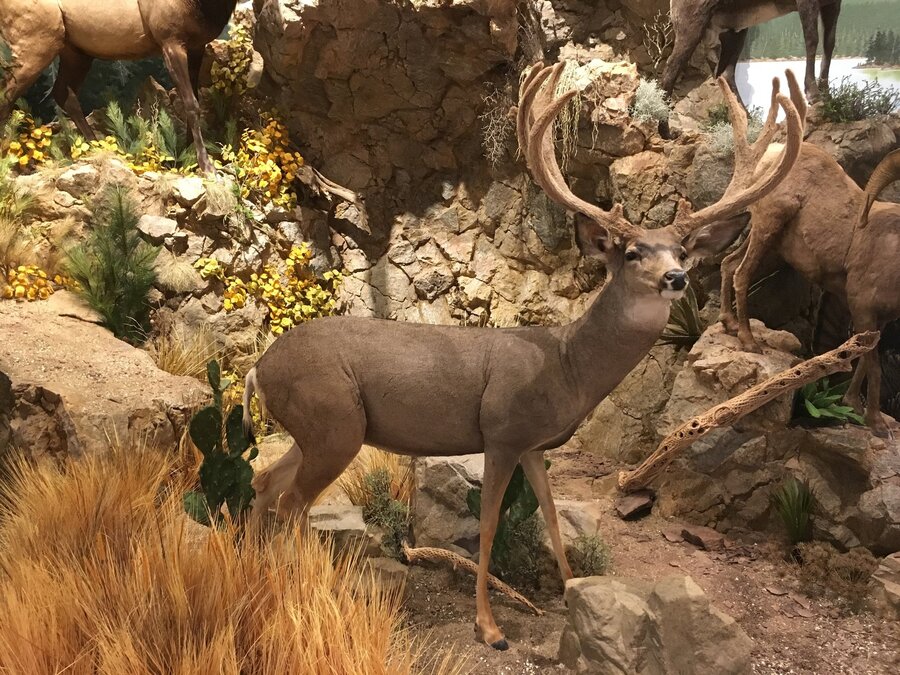 Mule Deer Mounts.