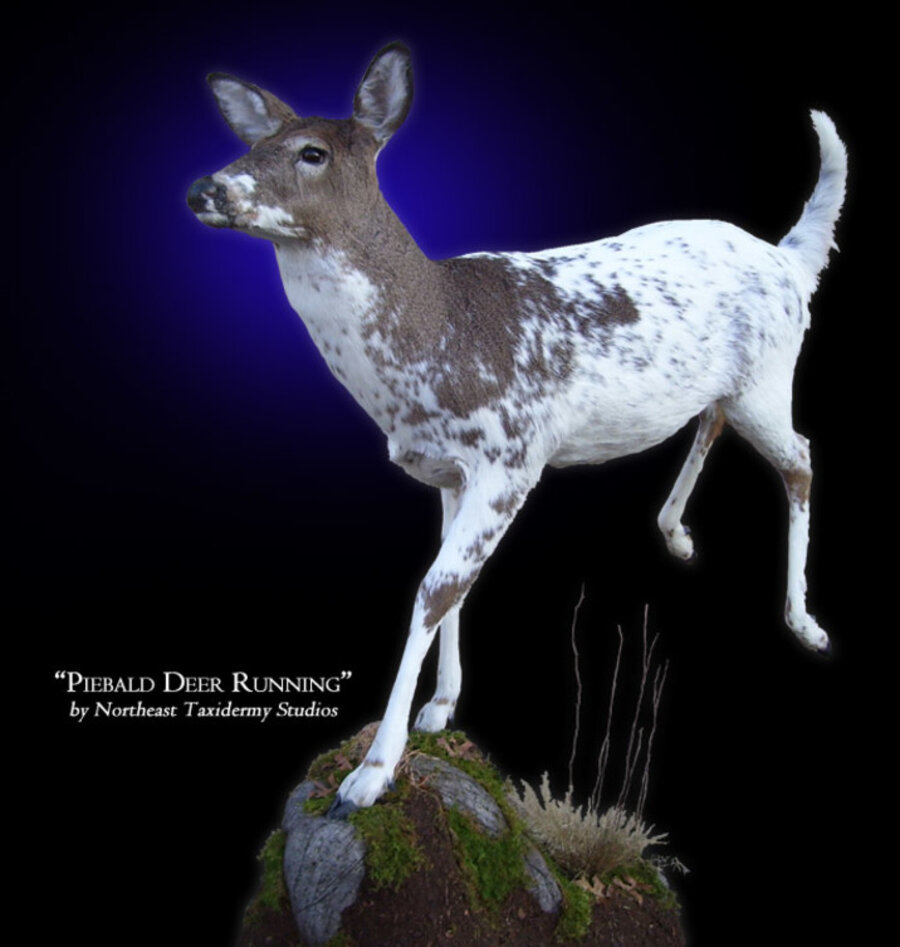 Piebald Deer Running Mounts.