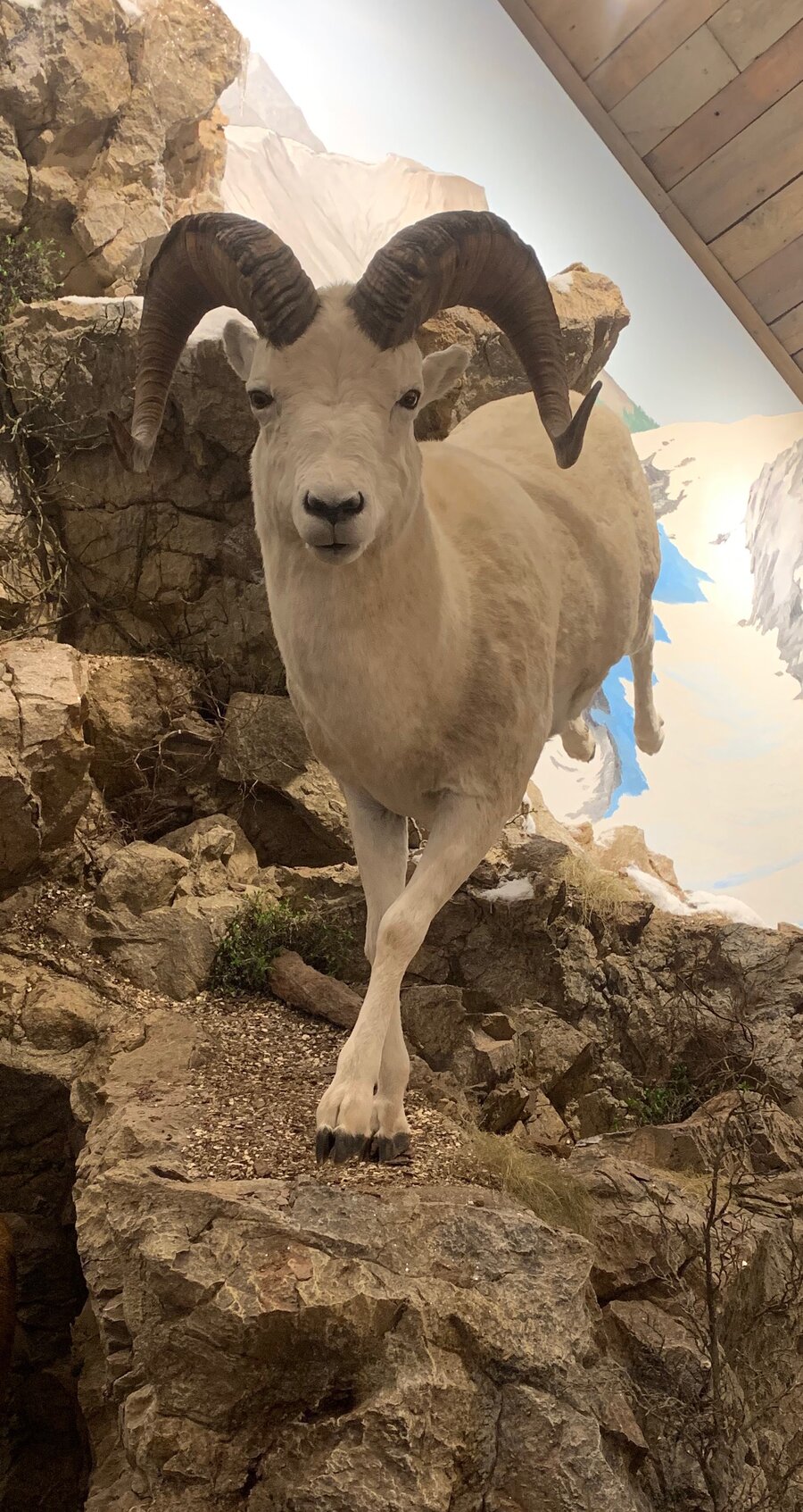 Dall Sheep Mounts.