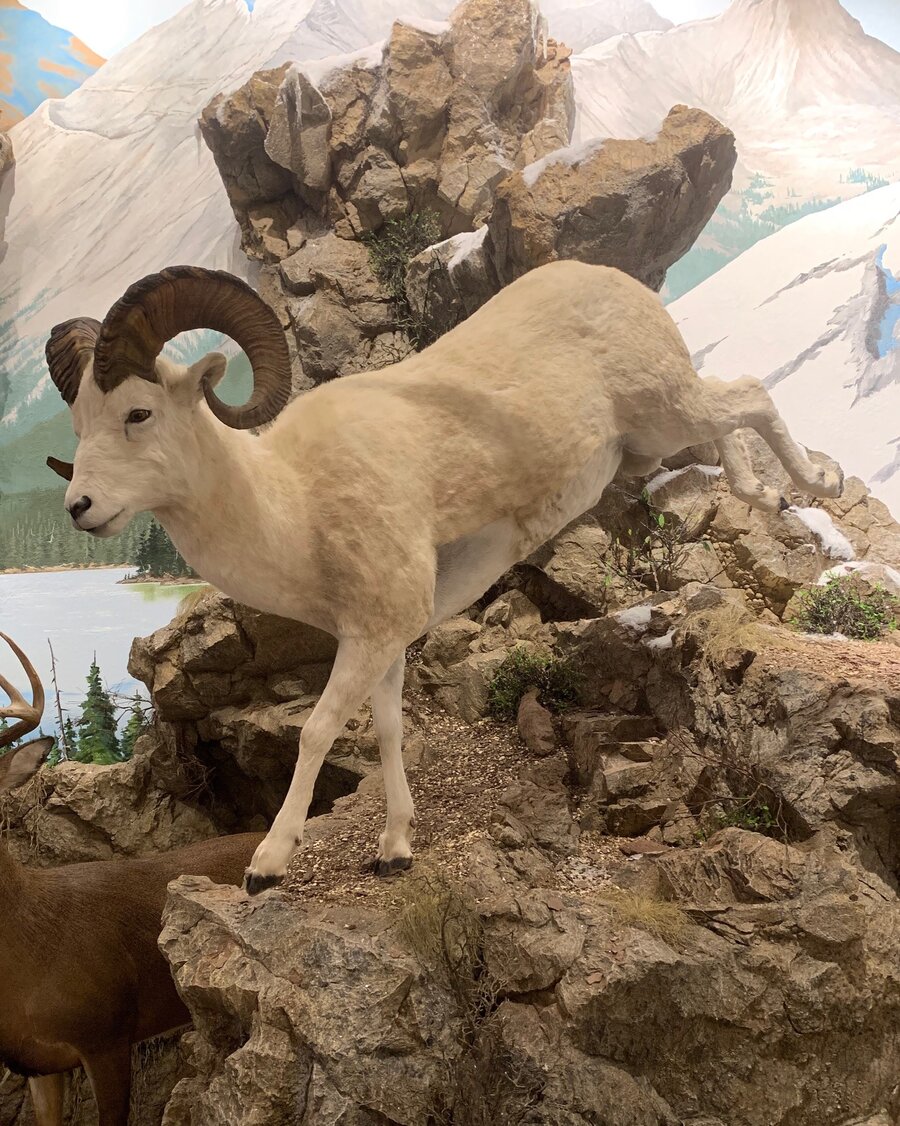 Dall Sheep Mounts.