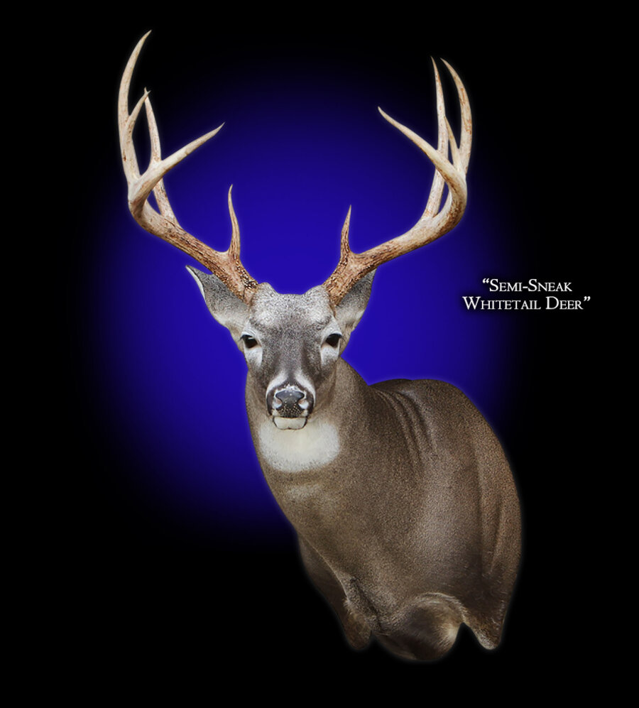 Whitetail Deer Semi-Sneak Left Mounts.