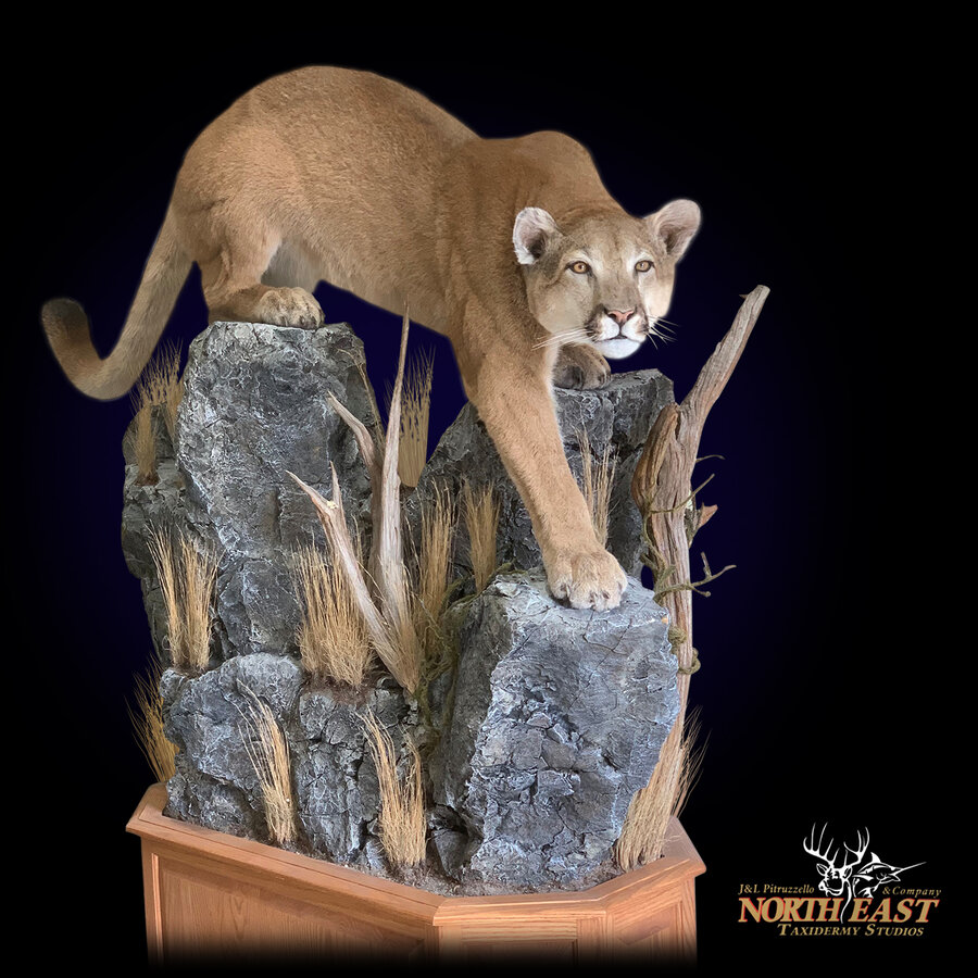 Mountain Lion Mounts.