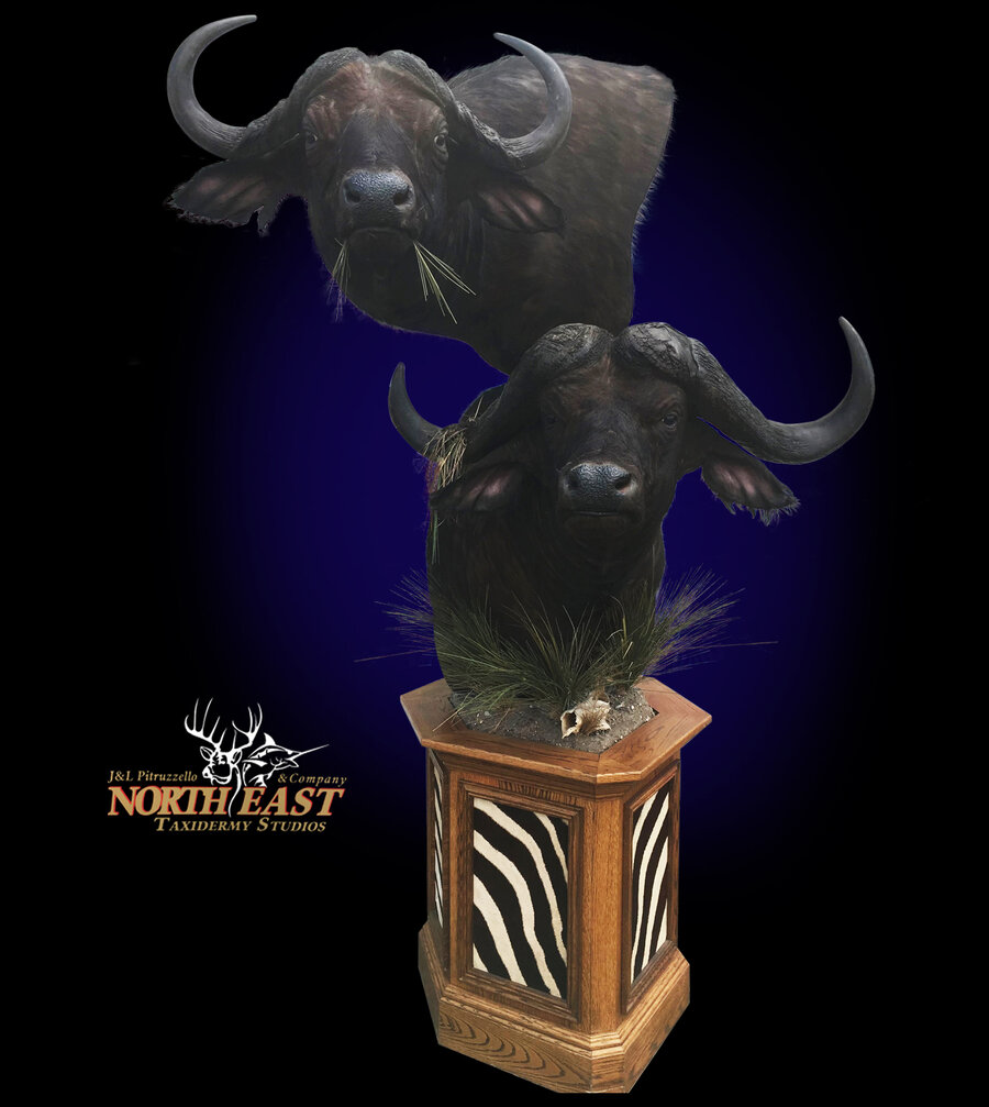 Cape Buffalo Mounts.