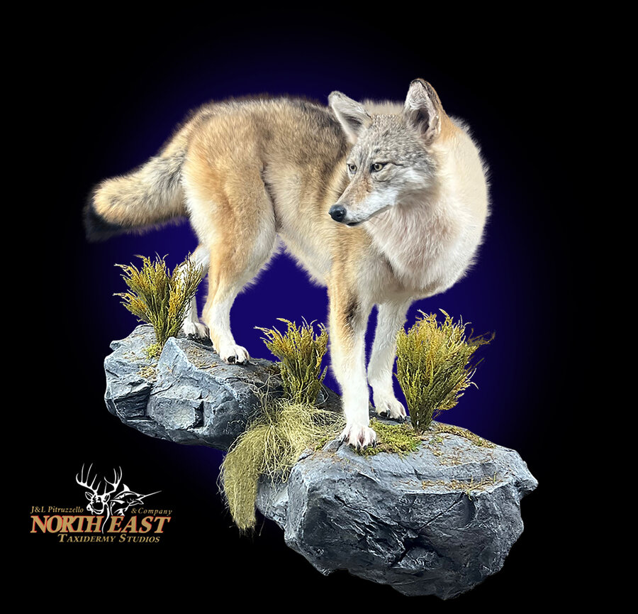 Coyote Mounts.