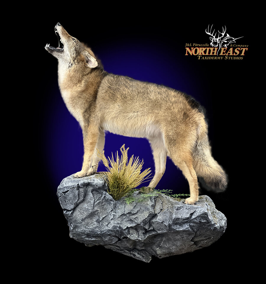 Coyote Mounts.
