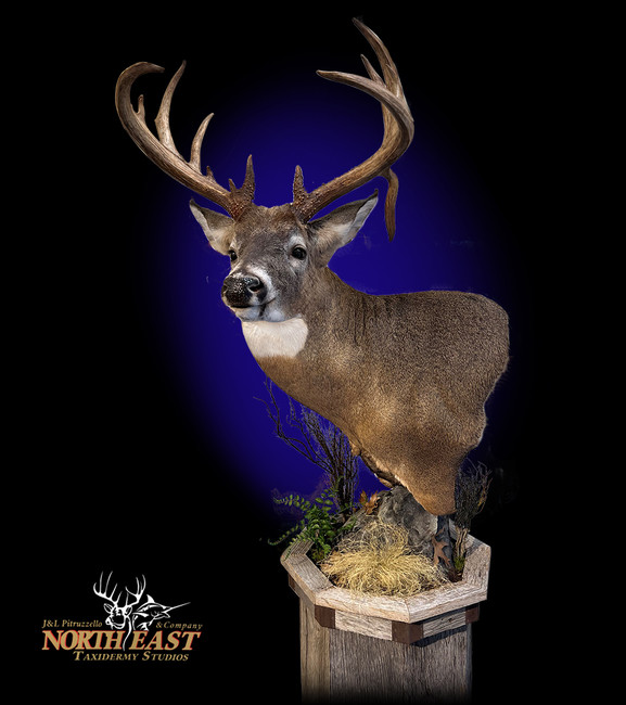 Whitetail Deer Pedestal