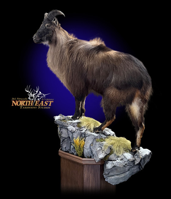 Life Size Tahr