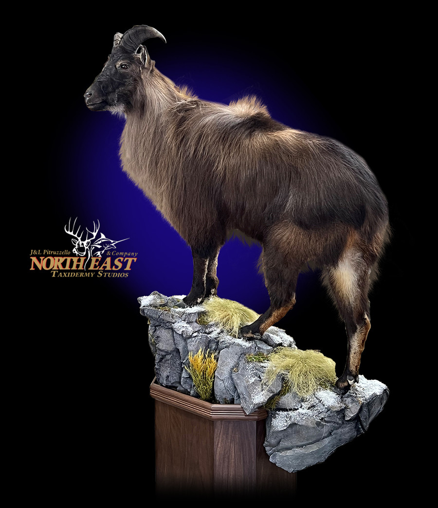 Life Size Tahr Mounts.