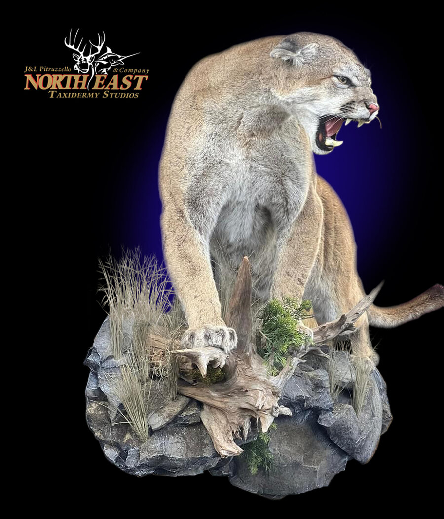 Mountain Lion Mounts.