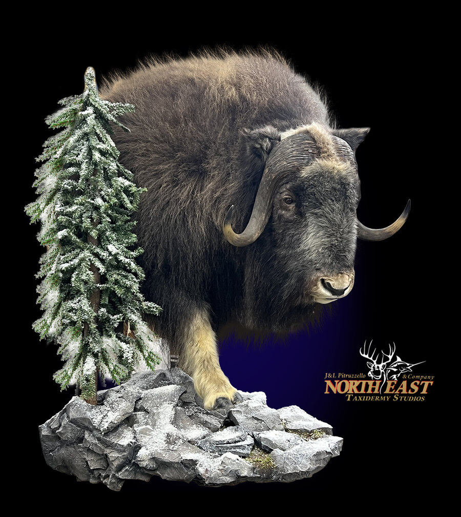Musk Ox Mounts.