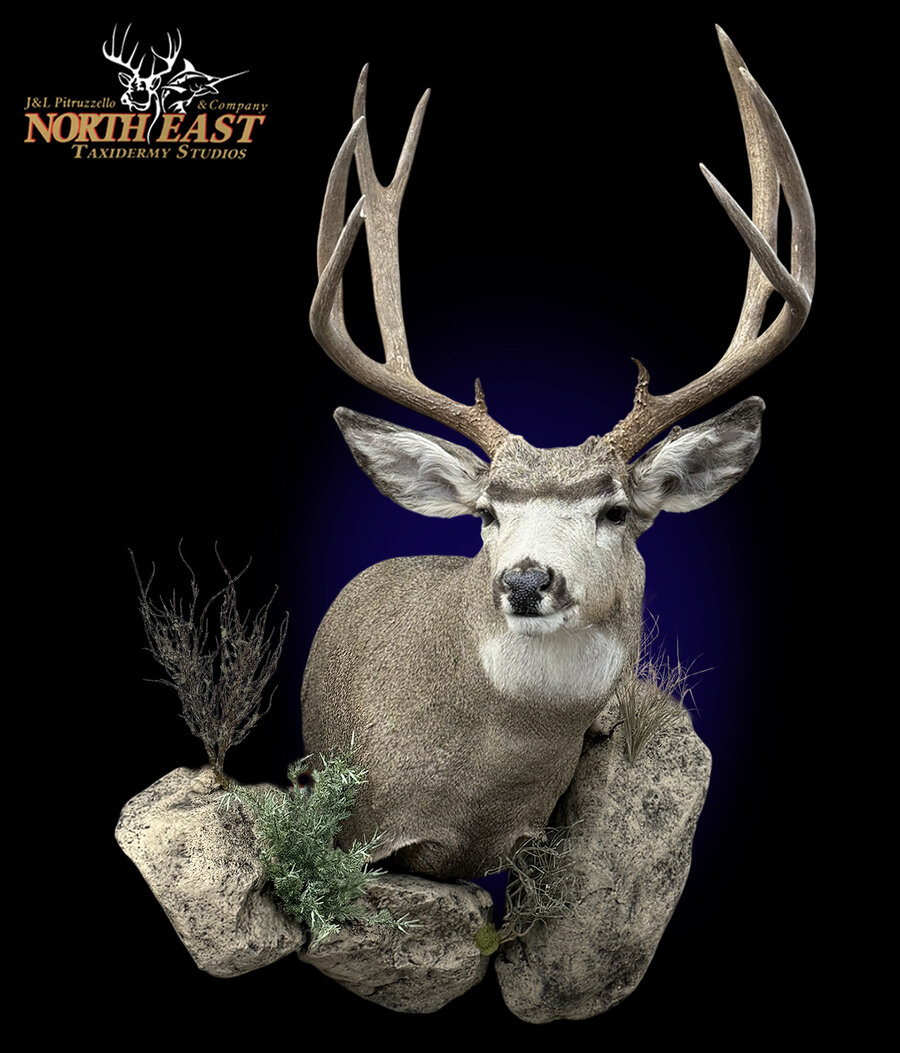 Mule Deer Wall Pedestal Mounts.