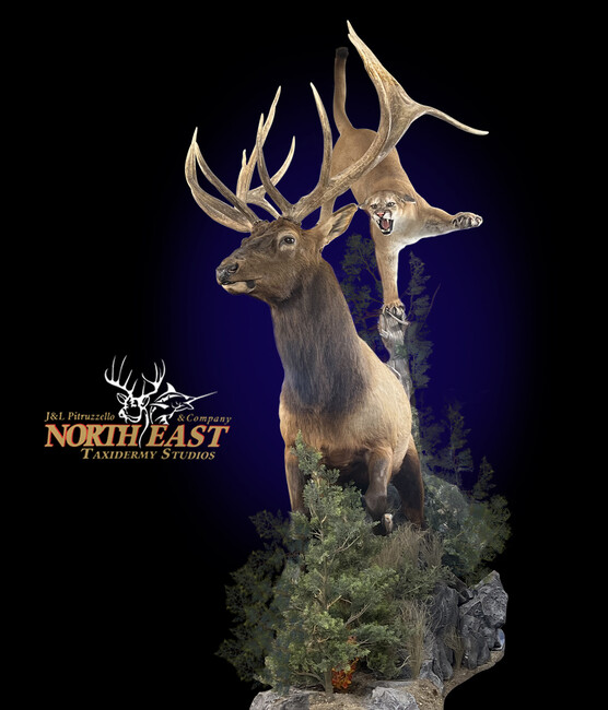 Mountain Lion Attacking Elk