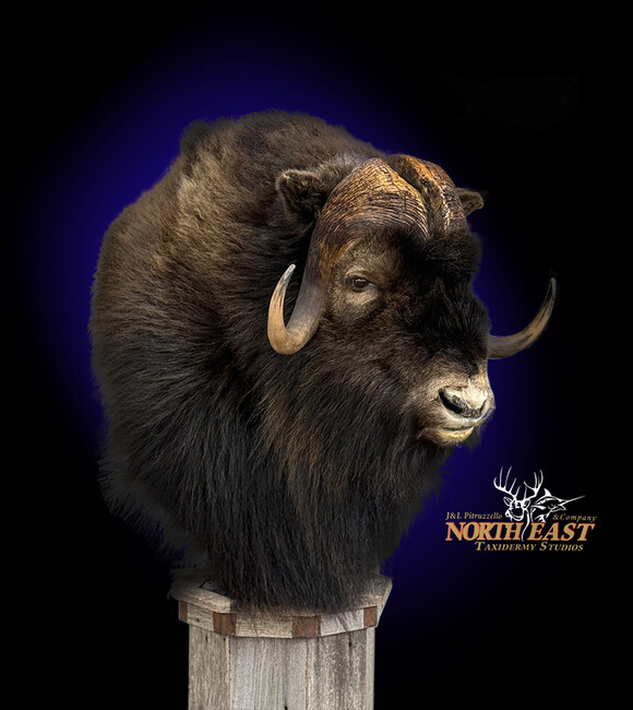 Musk Ox