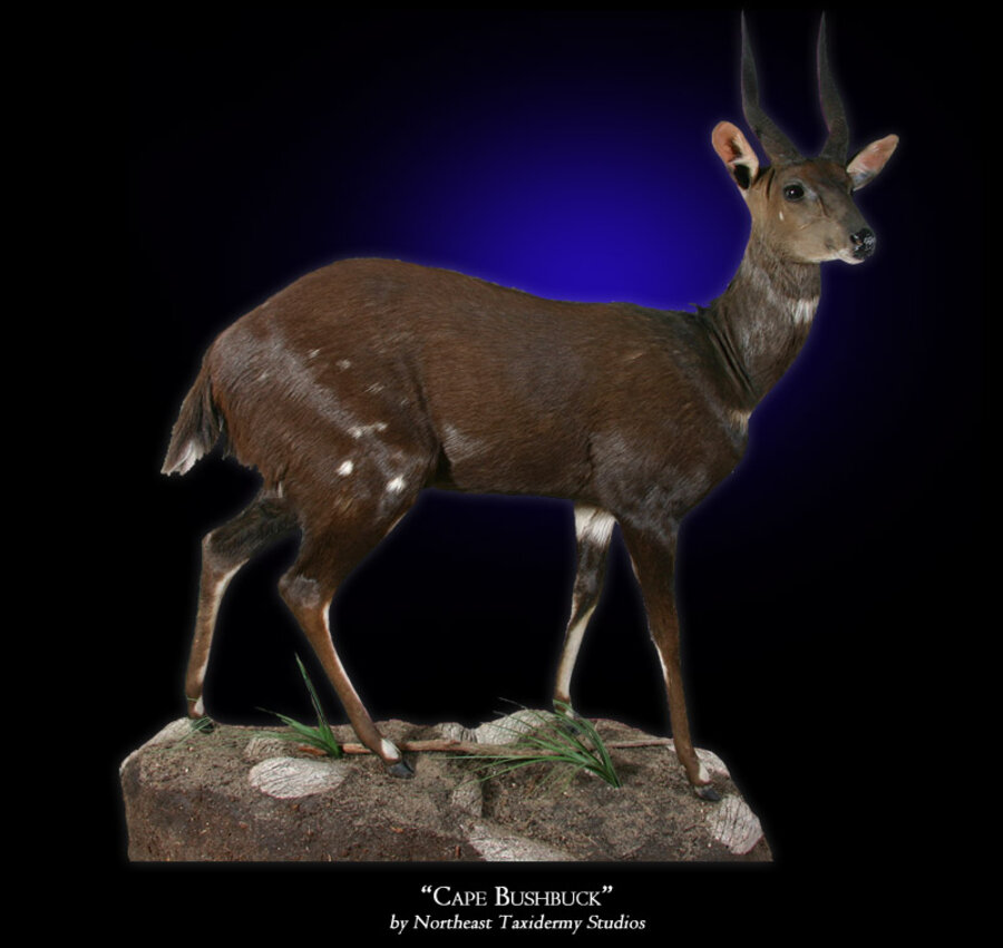 Cape Bushbuck Mounts.