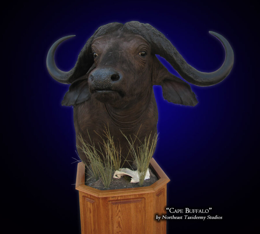 Cape Buffalo Mounts.