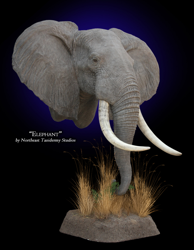 Museum Quality Elephant Mounts